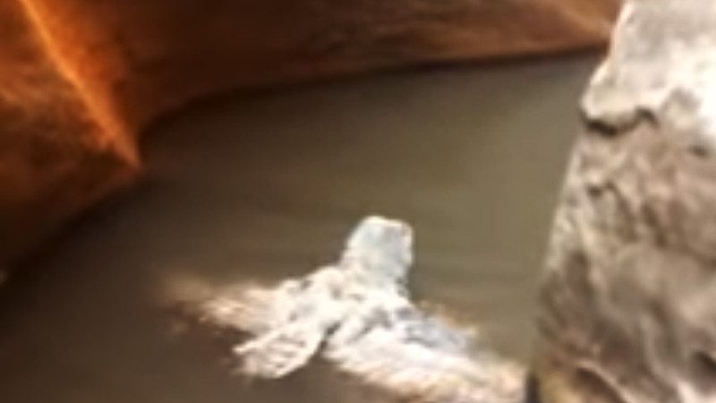 奇!山谷中 猫头鹰河中游泳 超有架势(视频)