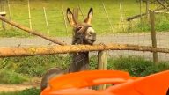 把「它」當成巨型紅蘿蔔大咬 驢子主人遭罰維修費