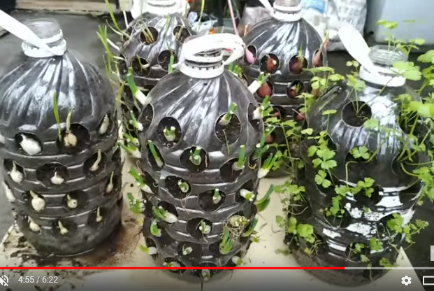 吃不完的菜大集合 台湾大妈种菜收获满满(视频)