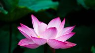 千百度：大法弟子家的「絕版」女孩兒
