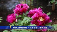 東京上野牡丹苑 「花王花相」相映成趣