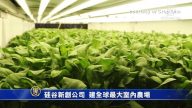 硅谷新創公司  建全球最大室內農場
