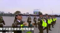 萌翻啦！智利国庆典礼阅兵上警犬宝宝超抢镜 （视频）