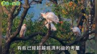 美丽心台湾：拍鸟爱鸟保育者 观摩国外实际经验