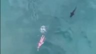 膽戰心驚 無人機拍下鯊魚緊追女泳客