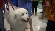 治疗犬温顺性格帮助自闭症儿童