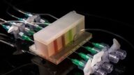 MIT造出人工肠道研究体内微菌