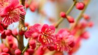 《梅花诗》道破天机 世人多是天上来