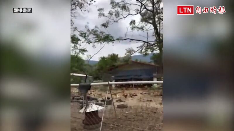老鹰闯鸡舍活吞8鸡头 逾800只鸡惊吓暴毙