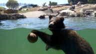 热浪来袭 加州黑熊一家与游客一起湖泊消暑