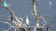 美麗心台灣：鰲鼓濕地解說團隊用心守護濕地
