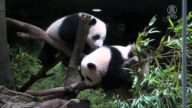 曉曉和蕾蕾 東京上野動物園熊貓雙胞胎亮相