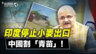 【微視頻】印度停止小麥出口 中國割「青苗」
