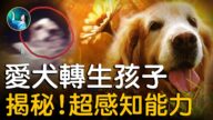 【未解之謎】動物的超能力