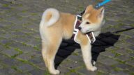 超萌！ 巨大3D秋田犬驚豔東京澀谷 路人搶拍