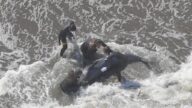 日本海岸32头海豚集体搁浅 3头已不幸死亡