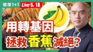 【健康1+1】用轉基因 拯救香蕉滅絕？