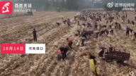 河南周口玉米地被500人哄搶？ 背後原因不簡單