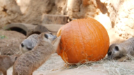 休斯頓動物園過節 動物享受南瓜美味