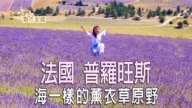 【飛向歐洲】法國普羅旺斯 美麗的薰衣草海洋（第三集 ）