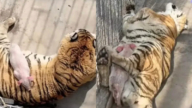 動物園小豬趴老虎肚子上睡覺 視頻熱傳