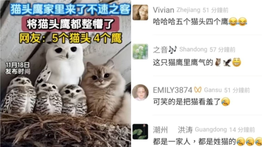 親戚來訪?當貓咪與貓頭鷹一家相遇 場面好溫馨