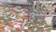 重慶觀音橋錦鯉神祕死亡 裝了30多麻袋（視頻）
