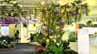 沉浸式兰花生活美学展 体现屏东花艺新风貌