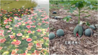 廣西西瓜2毛錢一斤無人買 瓜農無奈餵魚（視頻）