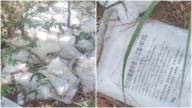 江西一树林里惊现大量被丢弃药品及针头 引发猜测