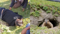 土撥鼠「搶走」遊客車鑰匙 村民挖洞尋找（視頻）