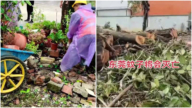 廣東滅蚊 搶走居民盆栽 鏟掉路樹（視頻）