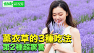 【健康新視界】薰衣草的功效比你想像的多！