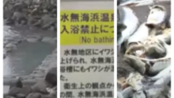 大批沙丁魚屍沖上北海道海岸 露天溫泉禁入浴
