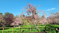 阿里山樱花盛开 上山享受春日盛景