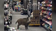 野豬闖入柏林購物中心閒逛 警方封鎖現場驅趕
