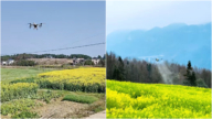 央视宣传无人机给油菜花打农药 被批“坑农”