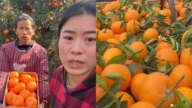 中國沃柑大跳水 從每斤10元跌至1.5元（視頻）