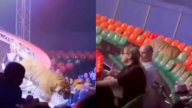 惊悚！马戏团老虎跳进观众席 现场一片尖叫（视频）