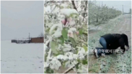 陝西多地突降大雪 農民哭訴「沒活路了」（視頻）