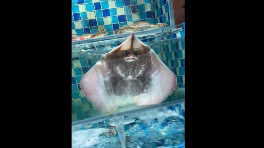 「老闆魚」半夜撲騰噴水求生影片爆紅 (視頻)